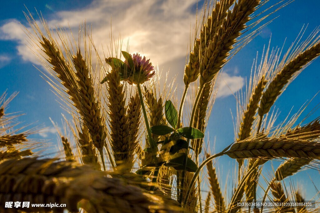 麦田中的阳光与独株小花