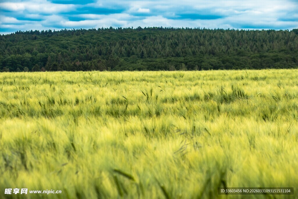 金黄麦田与蓝天绿树美景