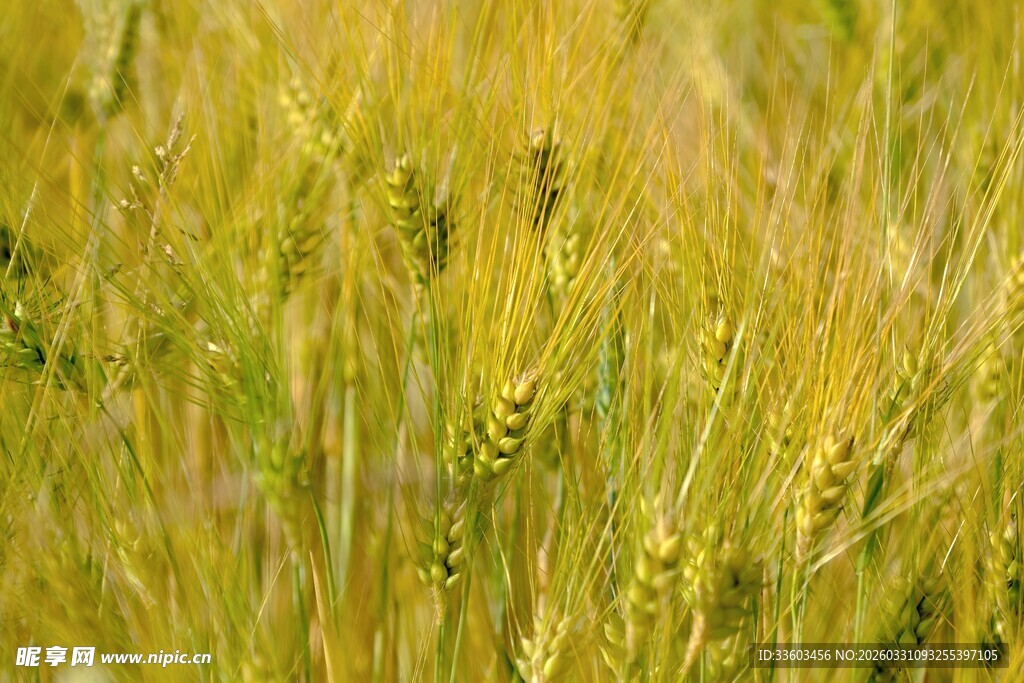 金黄麦田麦穗饱满