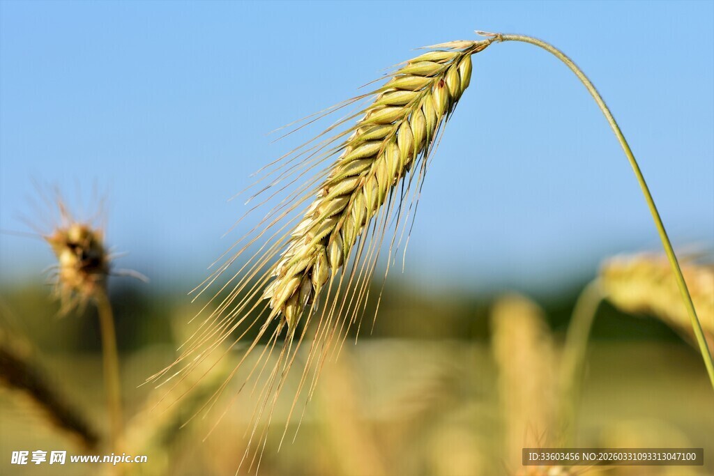 金黄麦穗