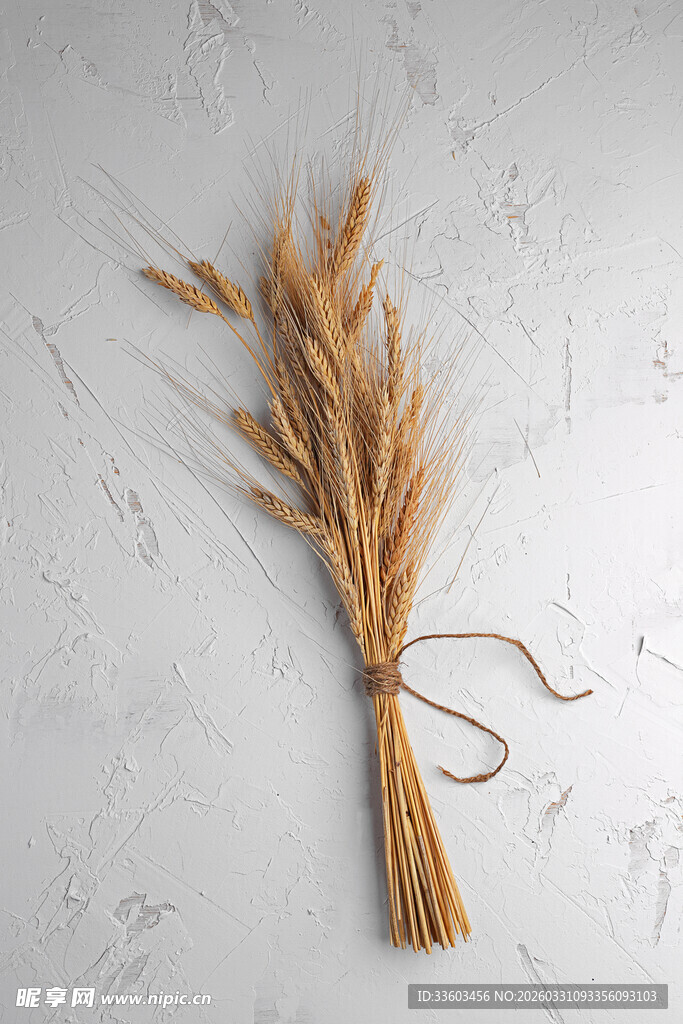 一束金黄麦穗摆于灰白背景