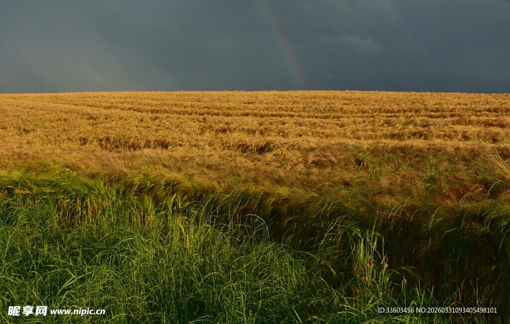 金黄麦田与阴沉天空