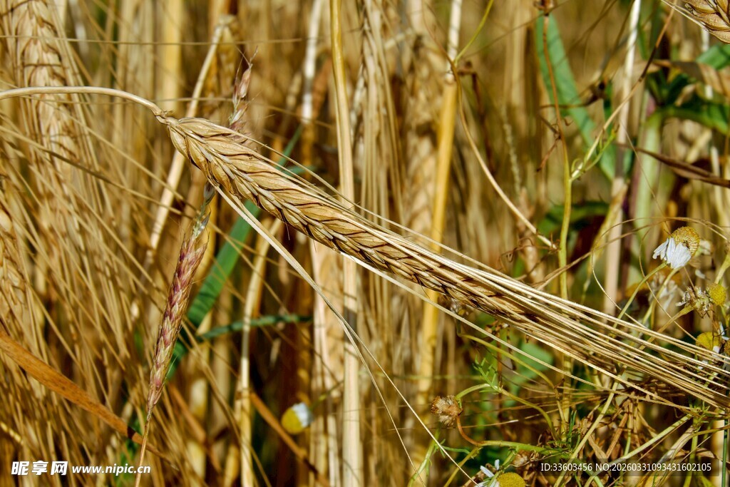 金黄麦穗特写