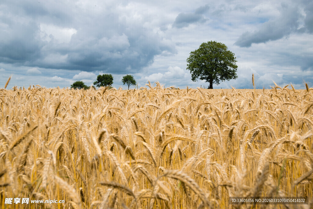金黄麦田中的孤独树木