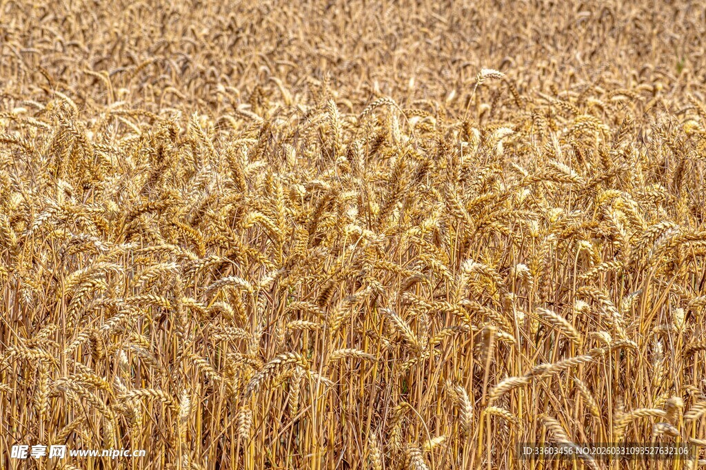 金色麦田