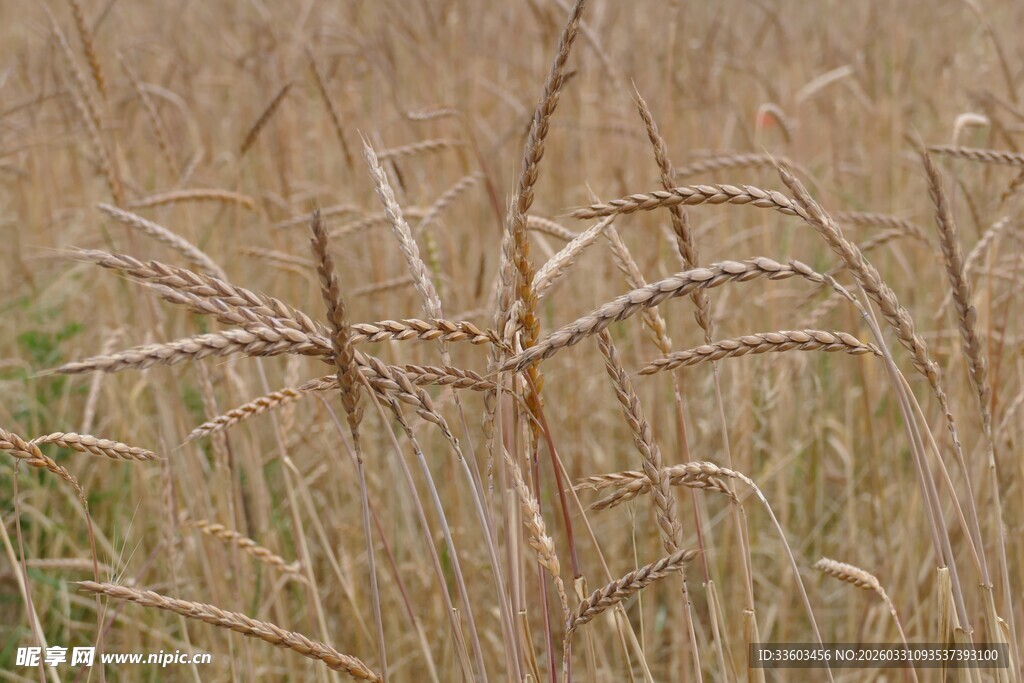 金黄麦田中的麦穗特写