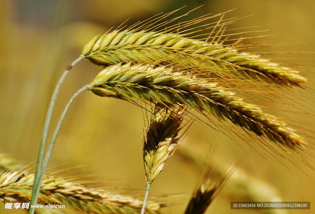 金黄麦穗特写