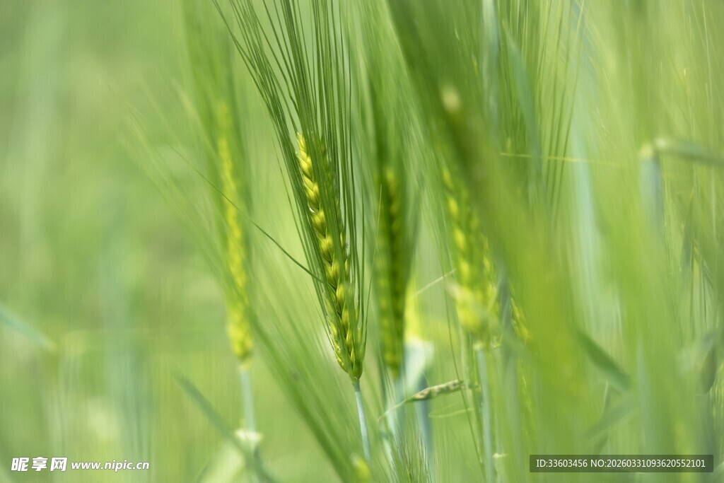 嫩绿麦田中的麦穗特写