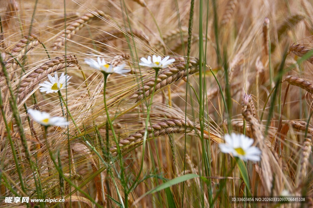 麦田中的白色雏菊