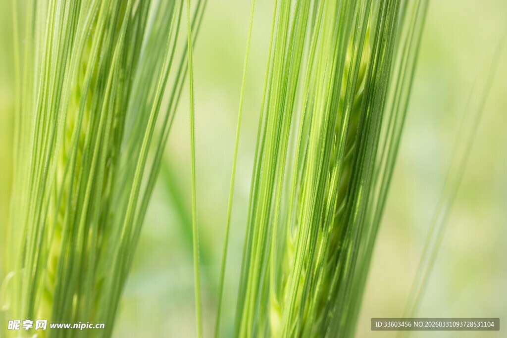 嫩绿麦穗特写