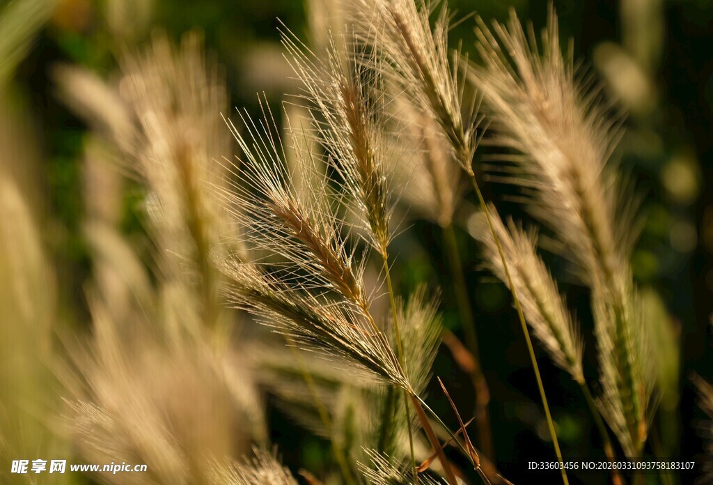 阳光下的狗尾草