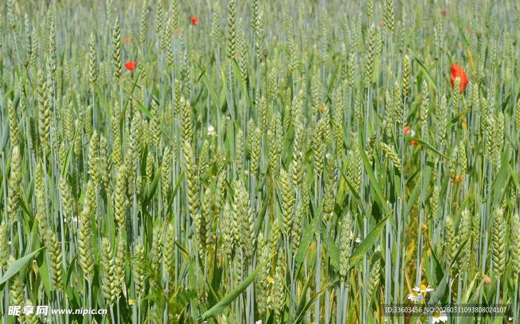麦田中的艳丽红花