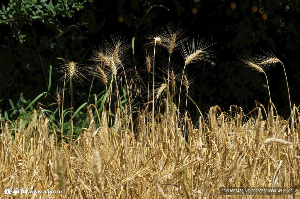 金黄麦浪中的蓬勃穗芒