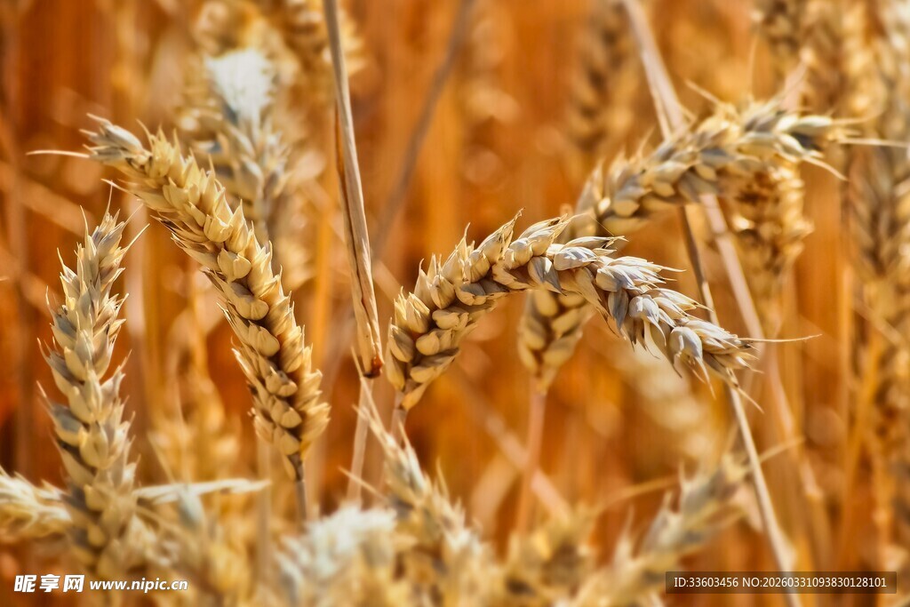 金黄饱满的成熟麦穗