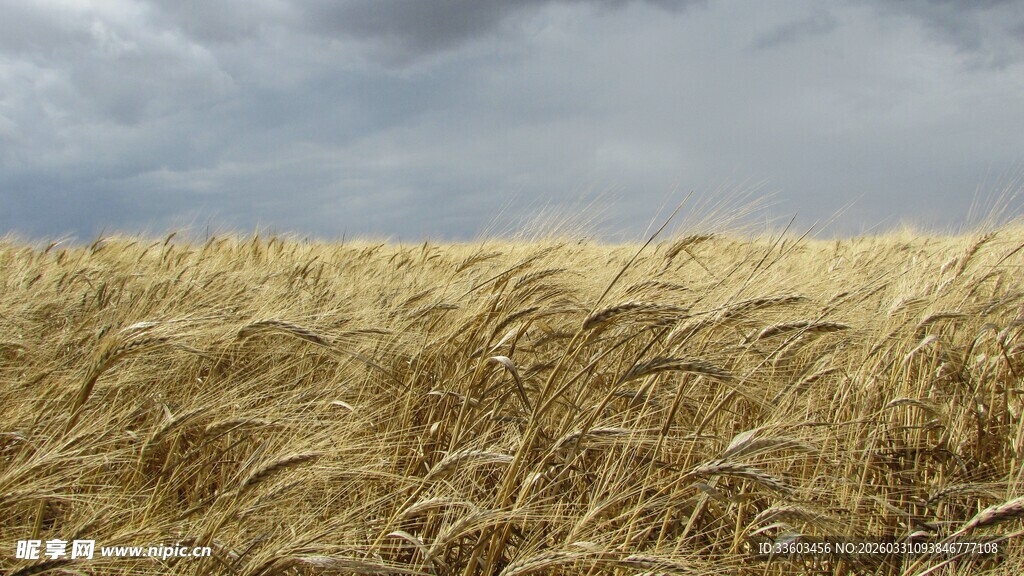 金黄麦田与阴沉天空