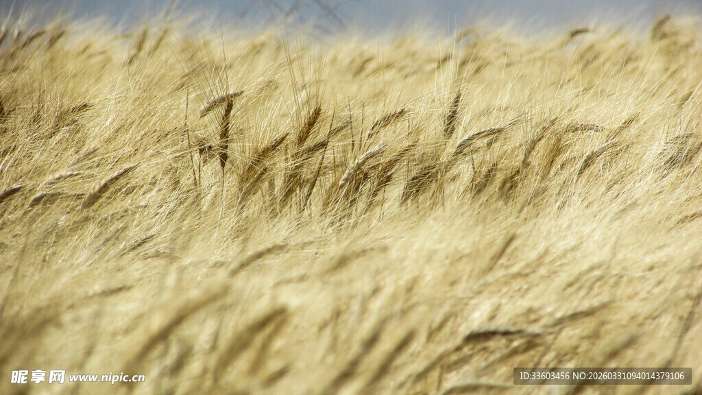 金黄麦浪