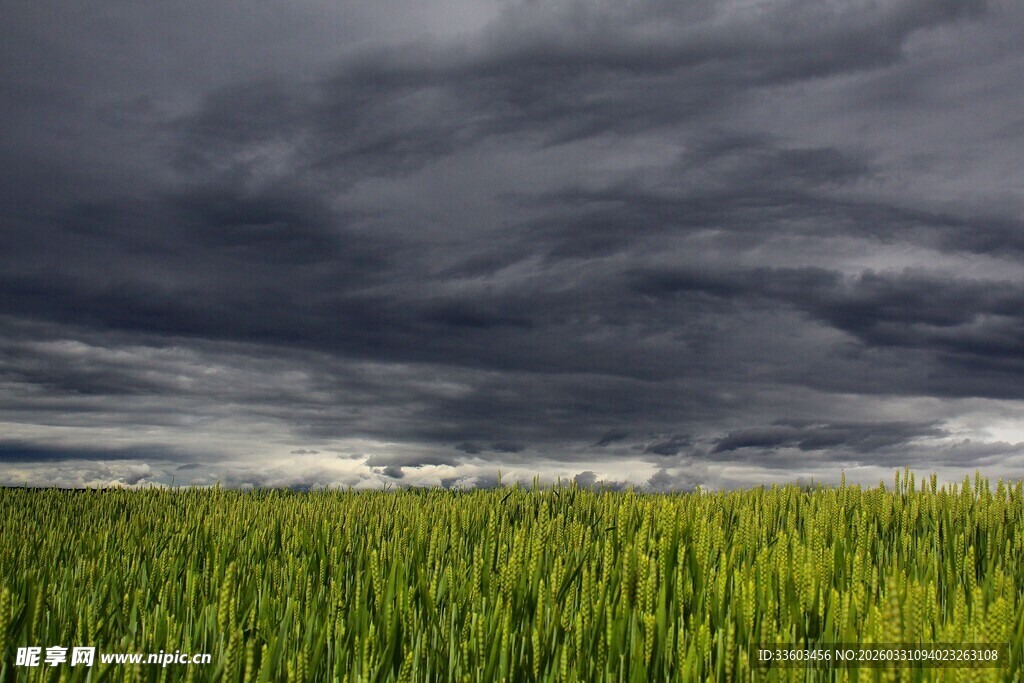 乌云下的翠绿田野