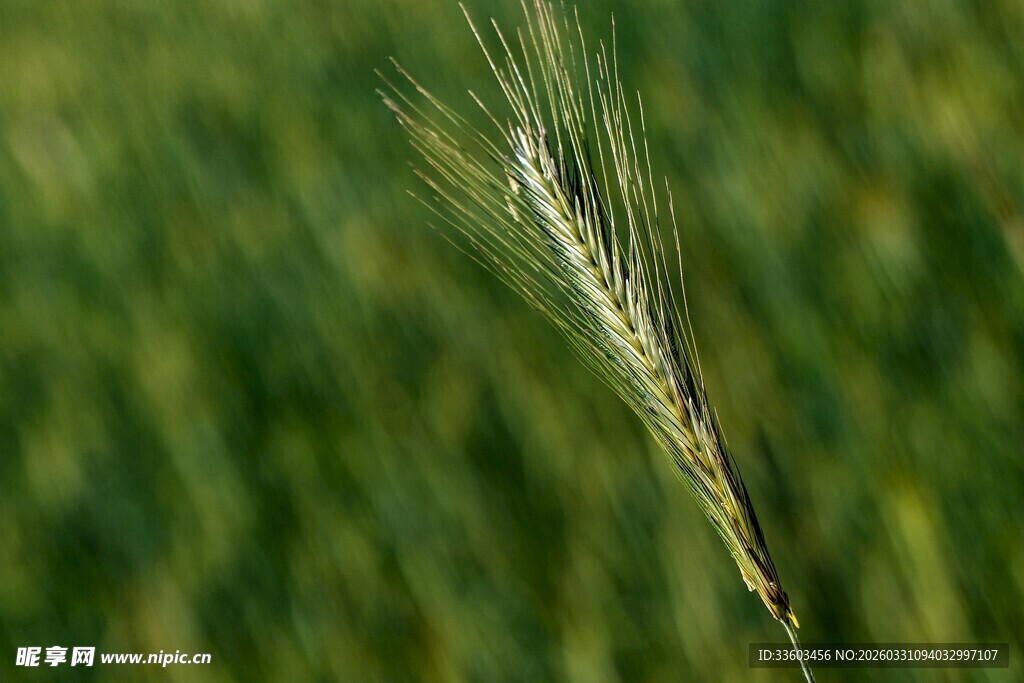 一株麦穗特写