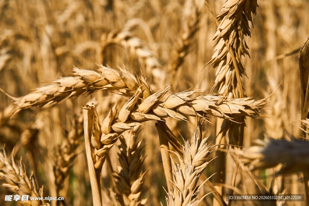 金黄麦田里饱满的麦穗