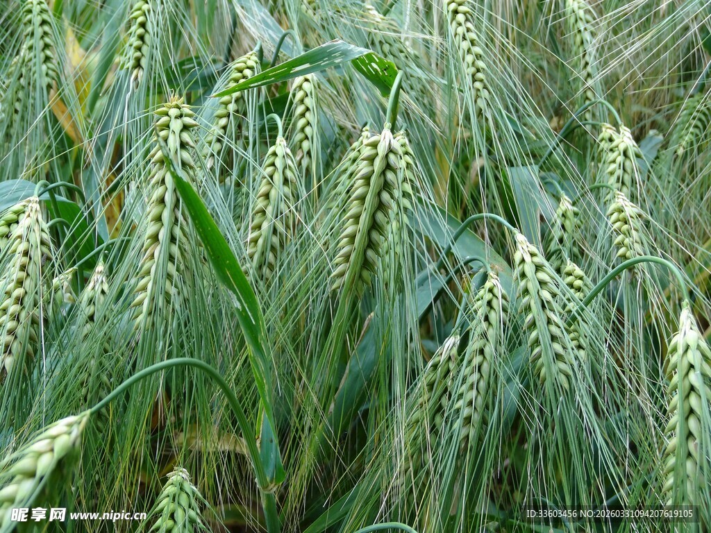 麦田中的成熟麦穗