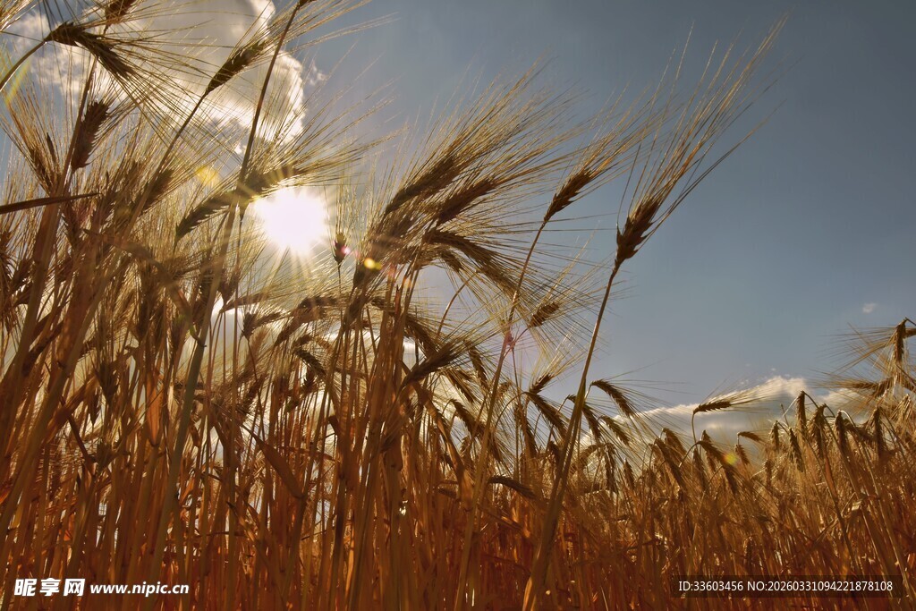 麦田阳光下的金色麦浪