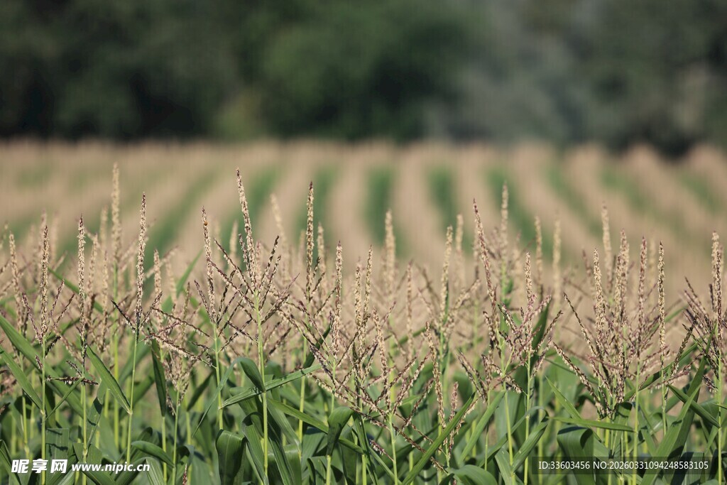 金黄玉米田