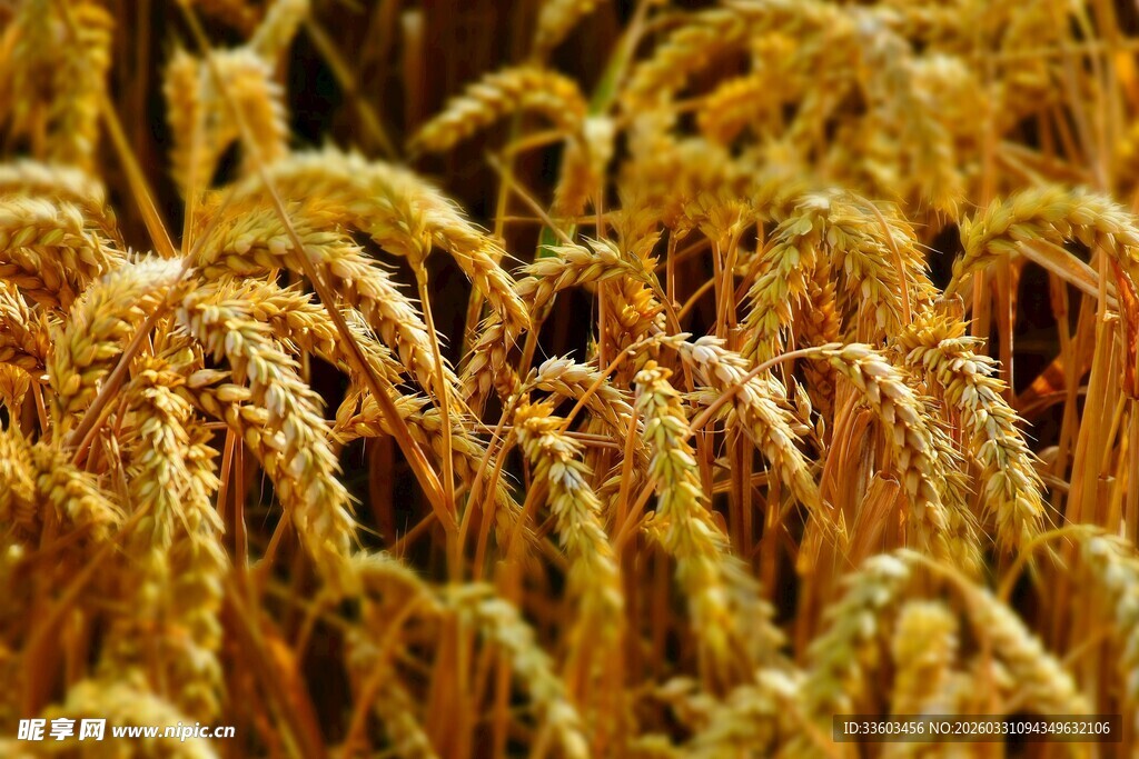 金黄饱满的成熟麦穗