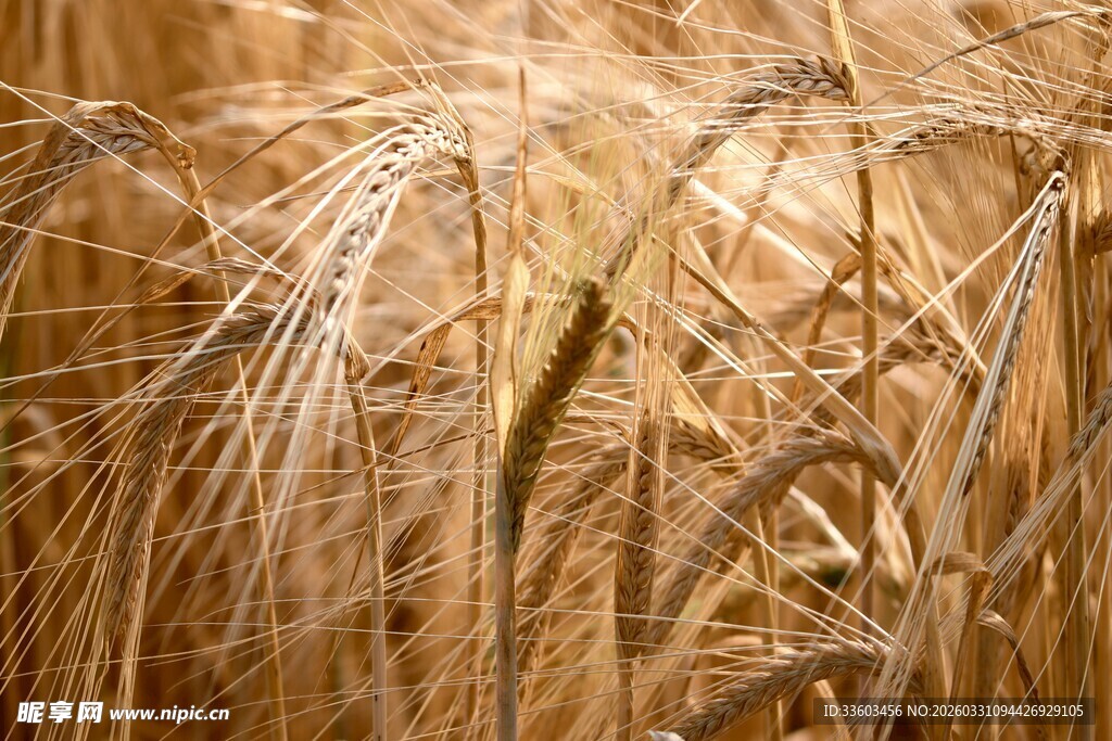 金黄饱满的成熟麦穗