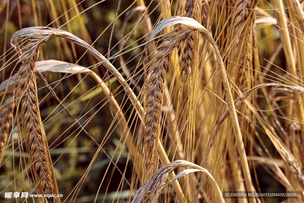 成熟麦穗特写