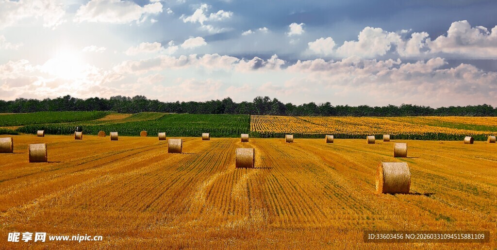 田野中的金黄草垛景观