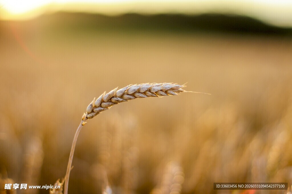 金黄麦穗在夕阳下闪耀