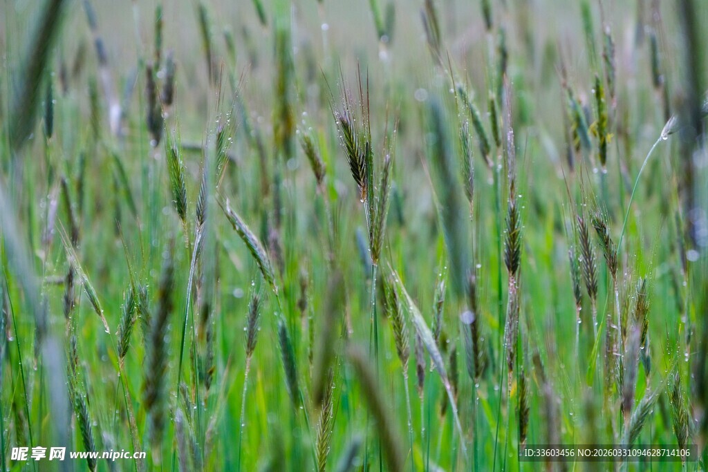 翠绿草丛中的清新景致