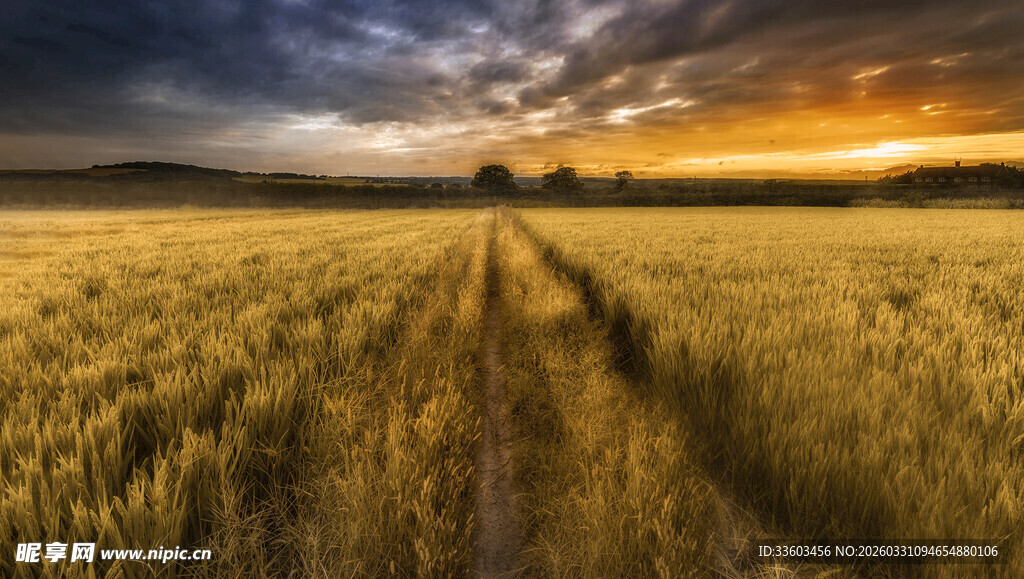 夕阳下的金色麦田之路