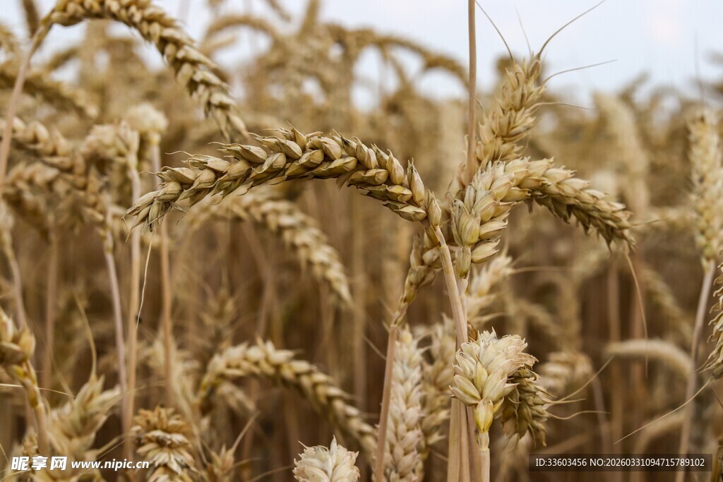金黄麦田展现丰收景象