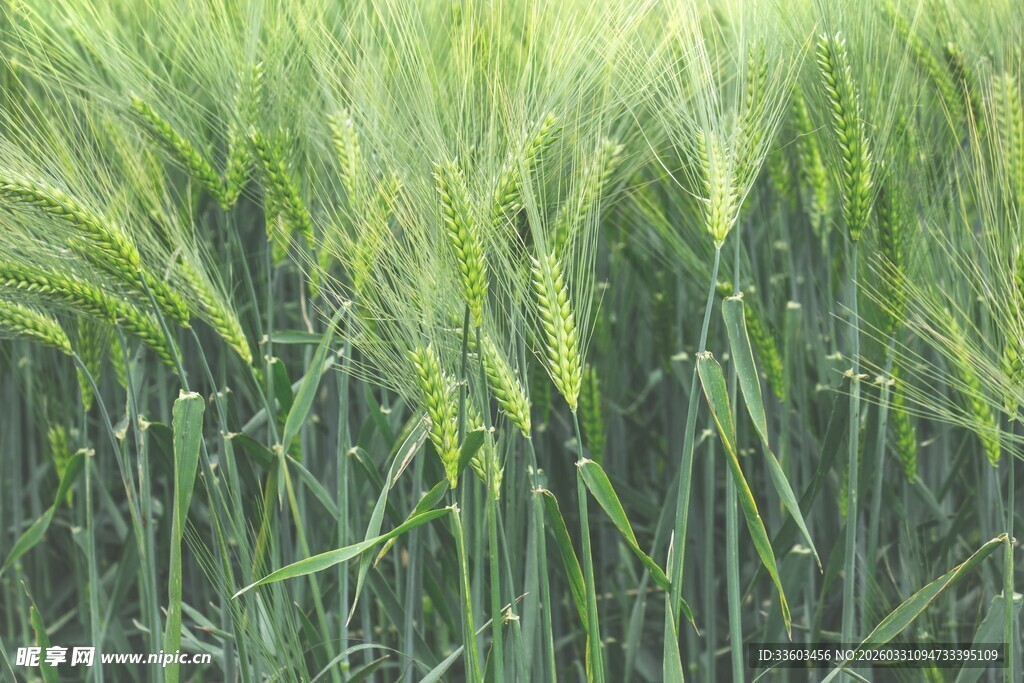 翠绿麦田生机盎然