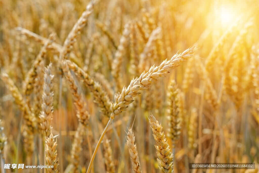 夕阳下的金黄麦田