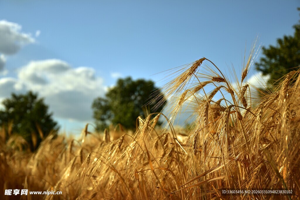 金黄麦田伴蓝天绿树