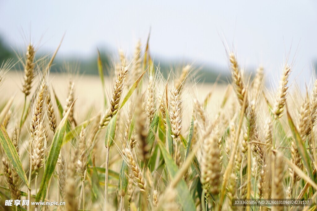 金黄麦田