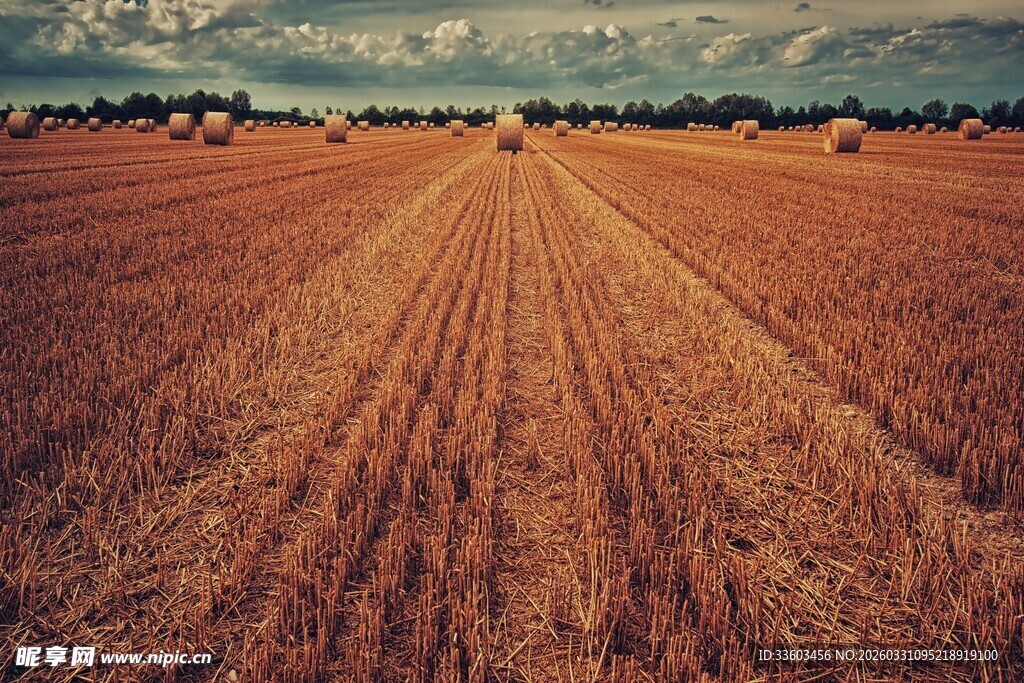 金色麦田的广袤田园风光