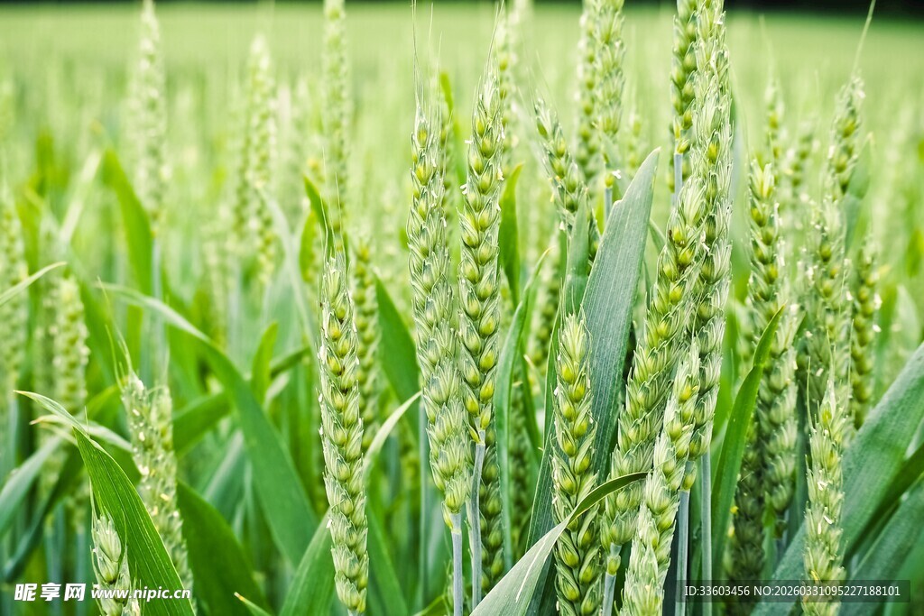 绿色麦田中的饱满麦穗