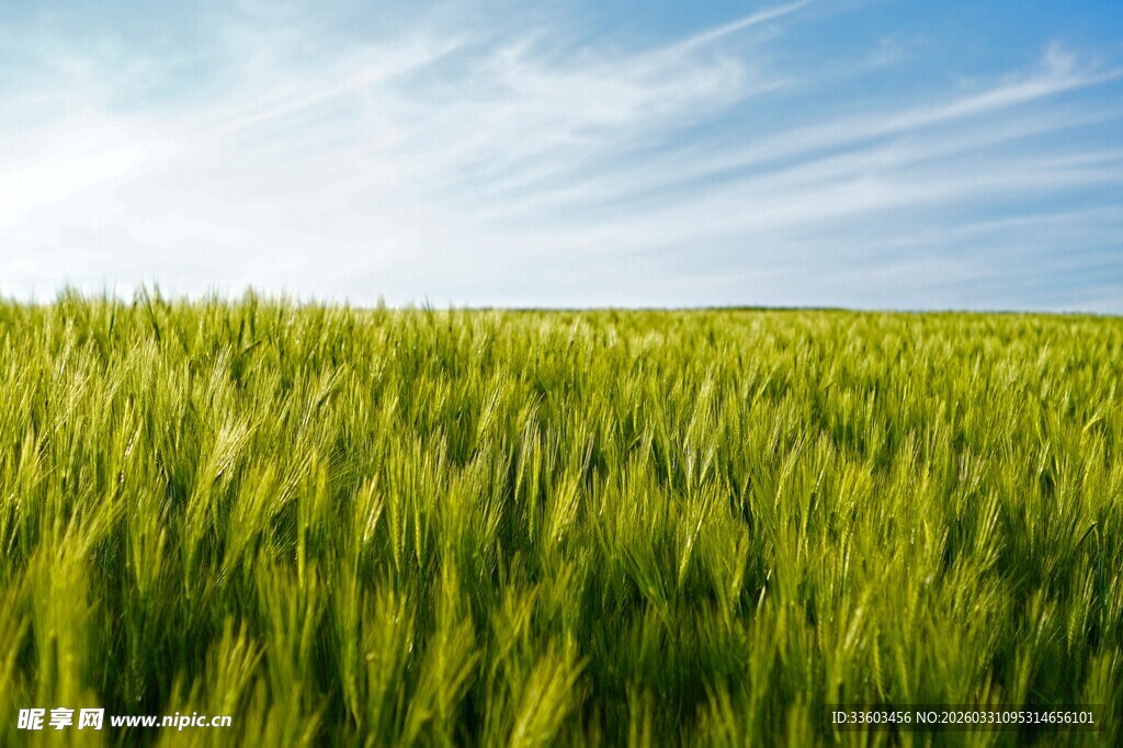 广袤麦田蓝天相伴