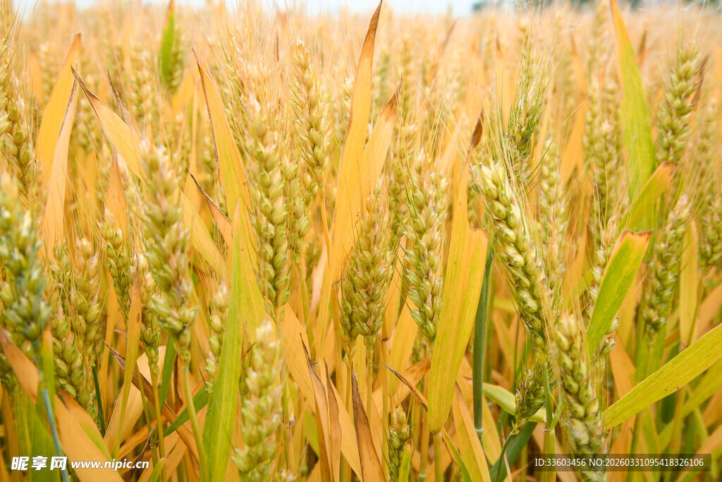 丰收的希望景象