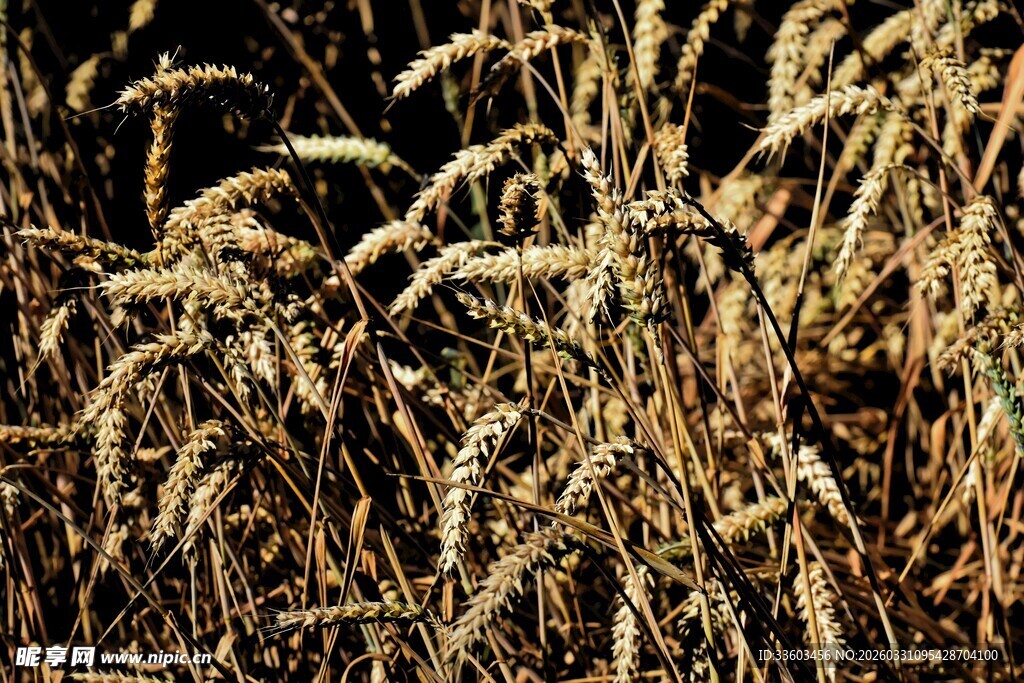成熟的麦穗