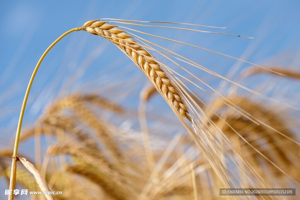 金黄麦穗映蓝天