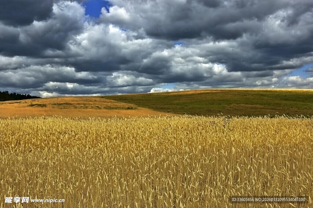金黄麦田上的多云天空