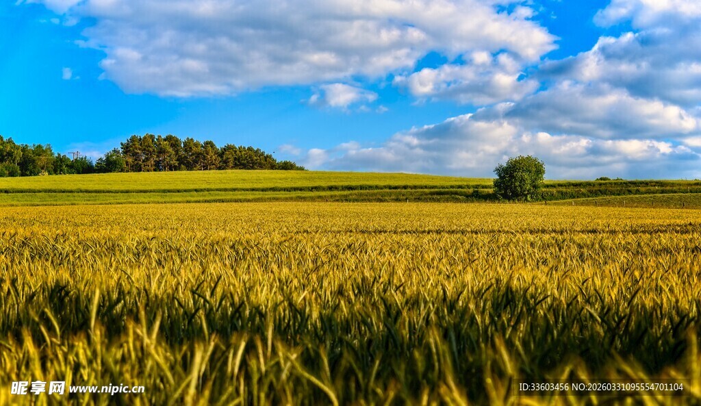 金色麦田与蓝天白云美景