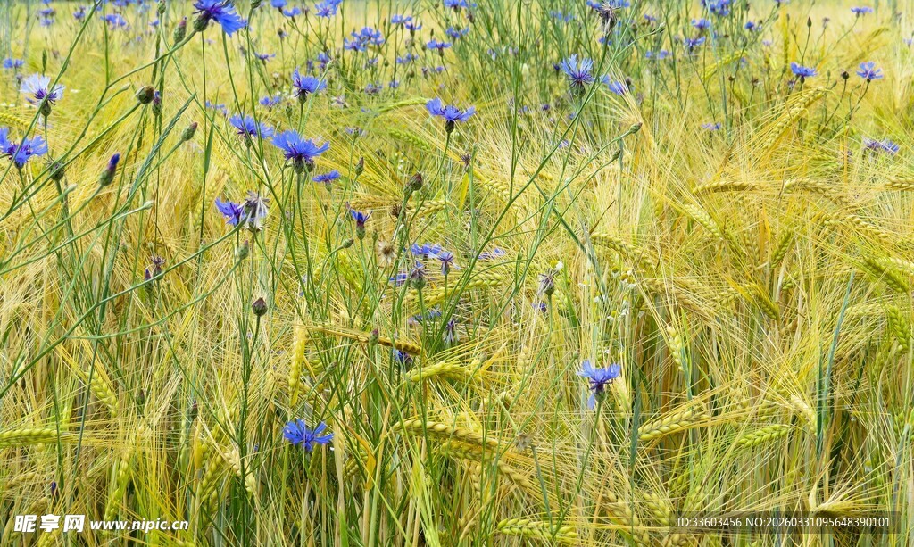 麦田中的蓝色野花绽放
