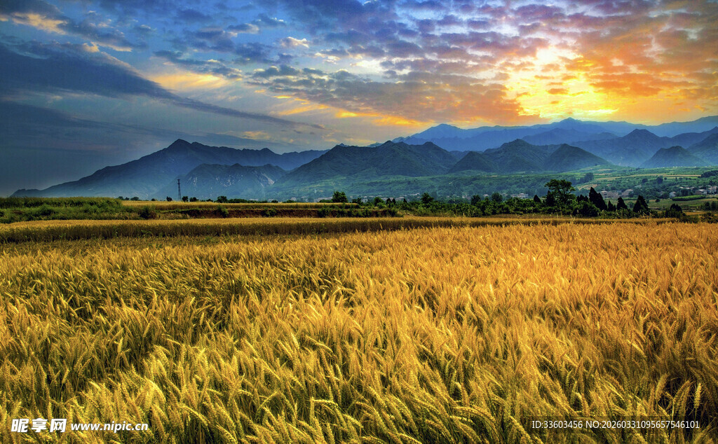 金色麦田的壮丽日落景观