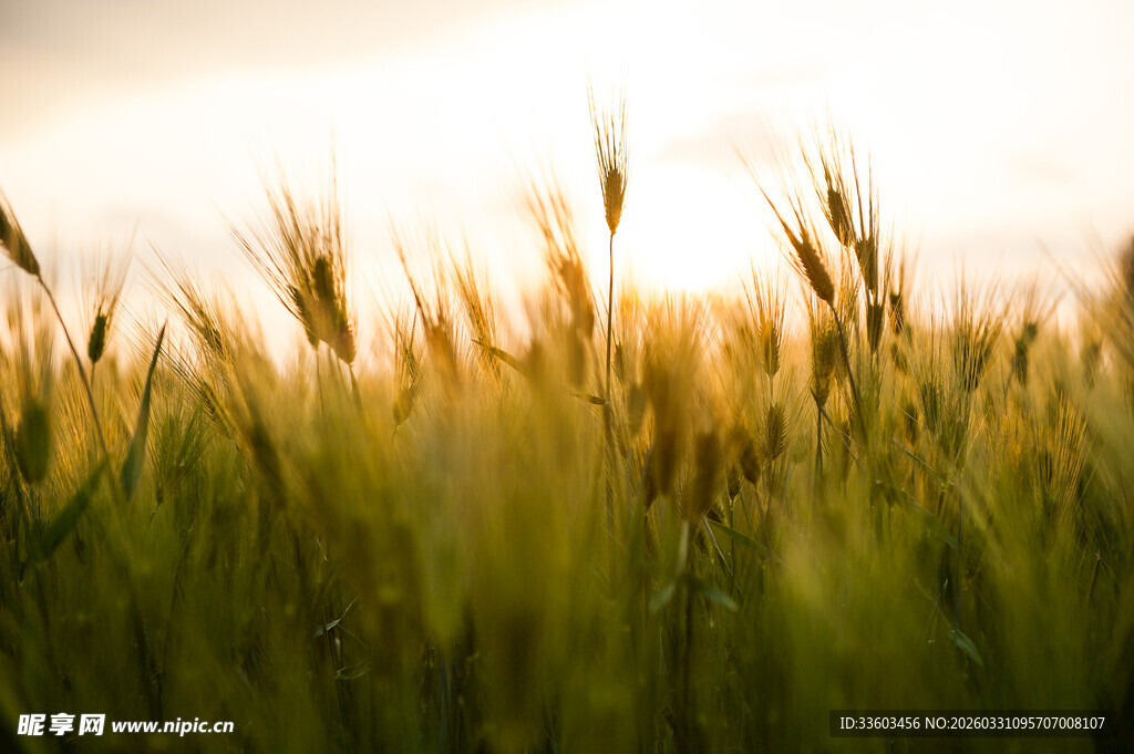 夕阳下的金黄麦田