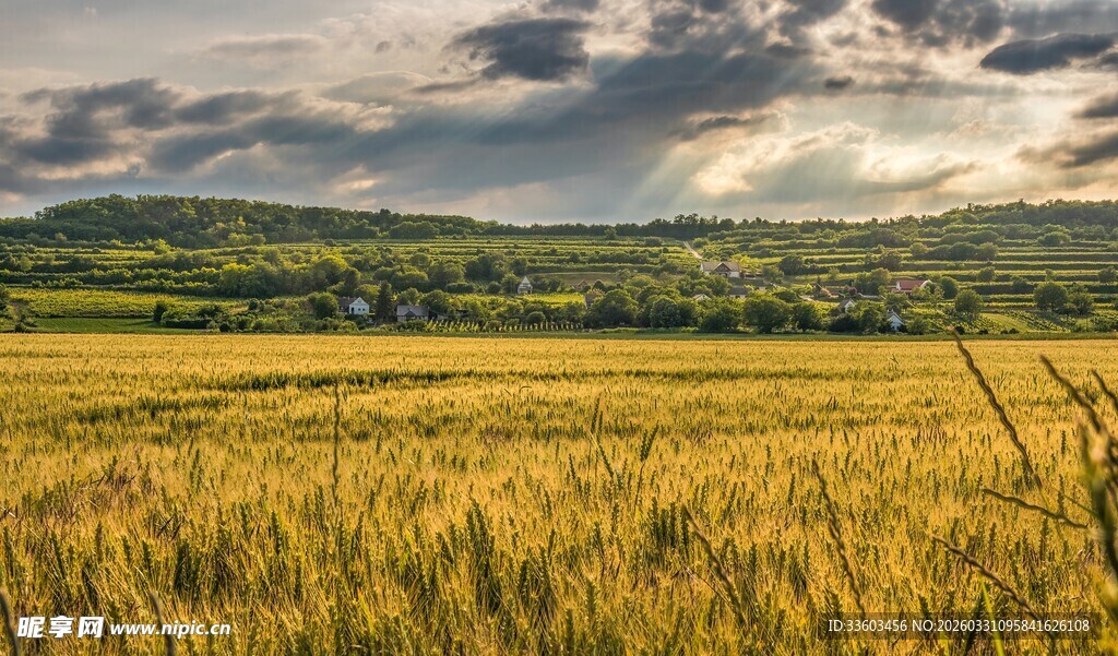 金色麦田与远方的壮丽风景